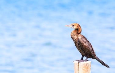 Black bird, beautiful Little Cormorant standing on the log .