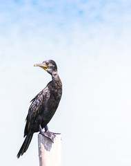 Black bird, beautiful Little Cormorant standing on the log .