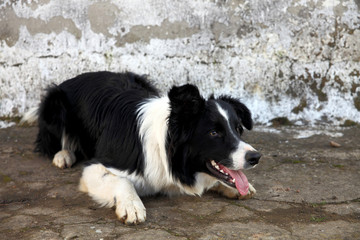 border collie