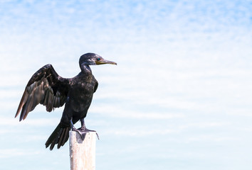 Black bird, beautiful Little Cormorant  standing on the log. 