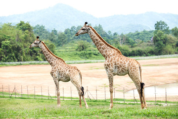 Naklejka na ściany i meble Two giraffe in the field