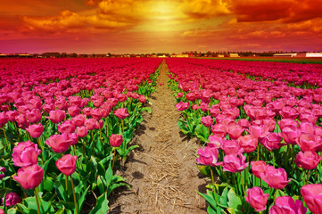 Panele Szklane Podświetlane  Holenderskie Tulipany