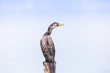 Black bird, beautiful Little Cormorant  standing on the log. 
