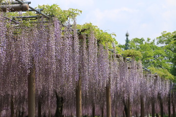 Fototapeta premium 藤の花