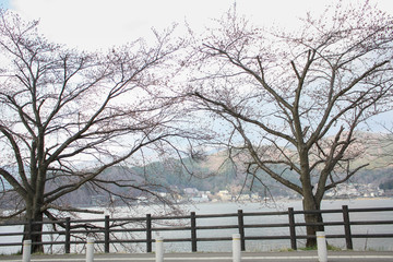 Spring cherry blossoms