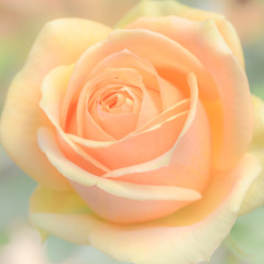 Fototapeta na wymiar Rose flower background