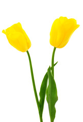 Yellow tulips isolated