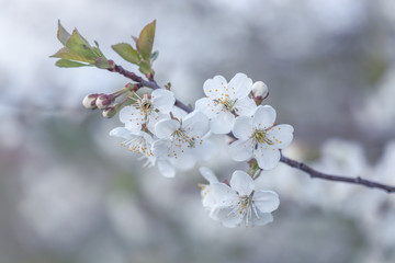 cherry