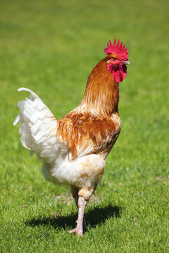 Beautiful cock on green grass