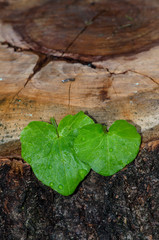 green leaves