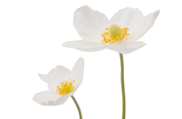 white flower anemone Dubravnaya