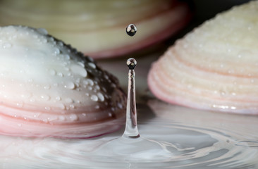 Wassertropfen mit Venusmuscheln