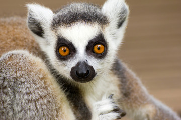 Close-up of a young ring-tailed lemur © corlaffra