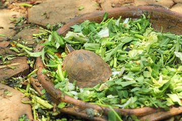Crawling tortoise in the nature