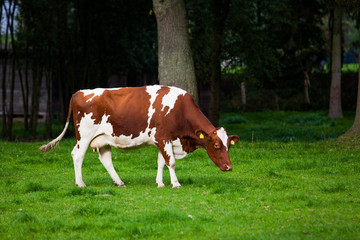 Fototapeta na wymiar Cows on meadow