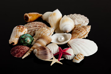 Sea shells