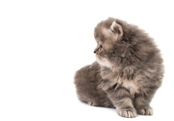 Obraz premium little fluffy kitten