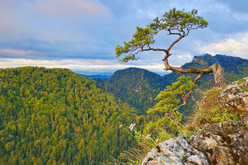 Fototapety  Relic pine at top of The Sokolica Mountain. The Pieniny, Poland