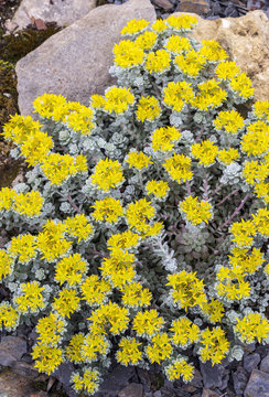 Sedum spathulifolium 'Cape Blanco'