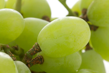 Detail of Thompson seeless grapes