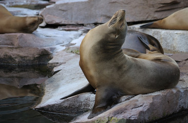 California sea lion