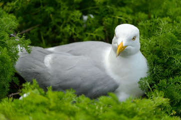 Bretagne, Mouette, Goéland