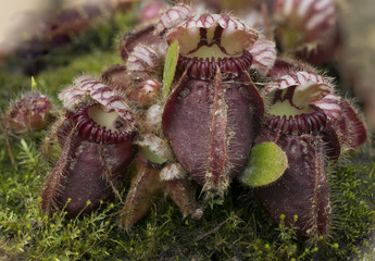 Cephalotus follicularis