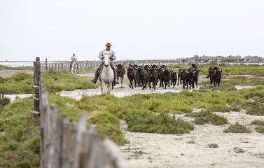 la camargue - obrazy, fototapety, plakaty