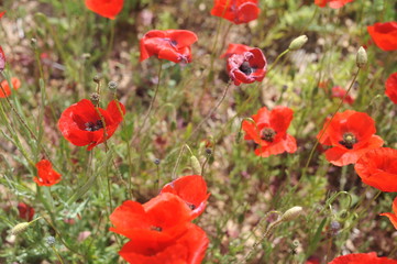 Poppy Field