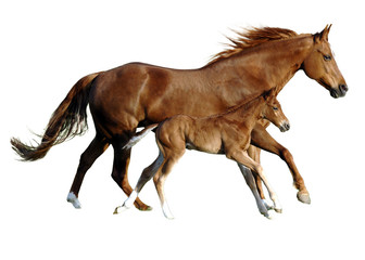 foal and mare in perfect simultanously gallop