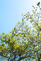 Branches of dogwood (Cornus florida) and blue sky