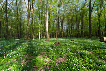 Wiosna w lesie, kwitnące kobierce zawilcy  © Piotr Szpakowski