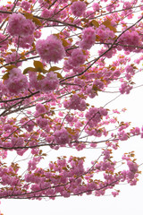 Blooming double cherry blossom branches and blue sky