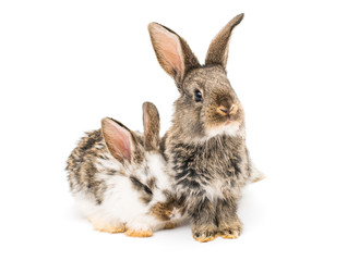 little rabbits