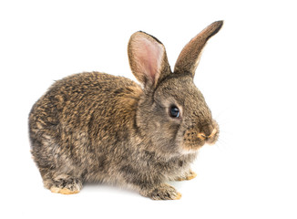 little rabbits