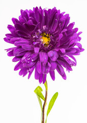 aster isolated