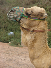 dromadaire maroc