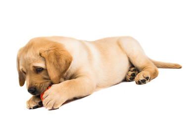 labrador puppy isolated