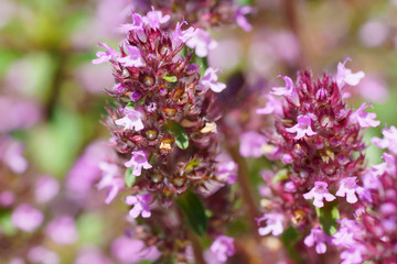 Thyme flowers