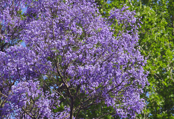 jacaranda, baum in australien