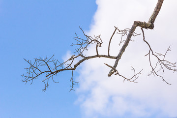 Dead tree without leaves