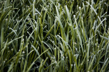 the grass in the dew