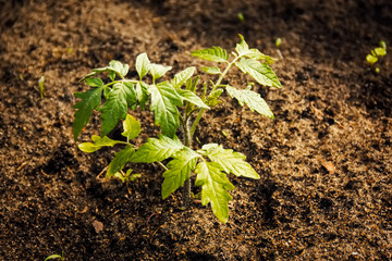 seedlings of tomato