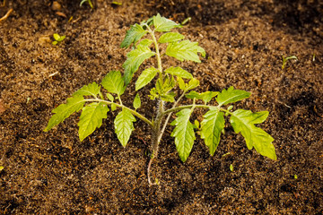 seedlings of tomato