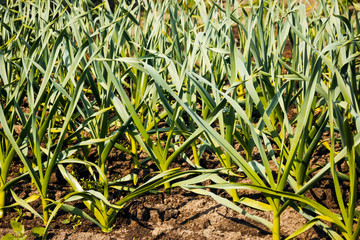 garlic in vegetable gardens