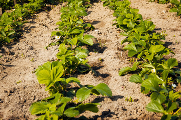 strawberry seedlings