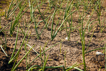 onions in vegetable gardens