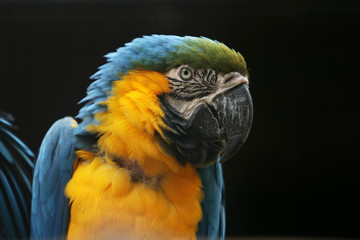 Parrot