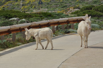 white donkeys at asinara national park, sardinia, italy © ezioman