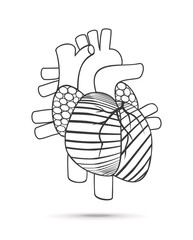 Heart anatomy. Vector.